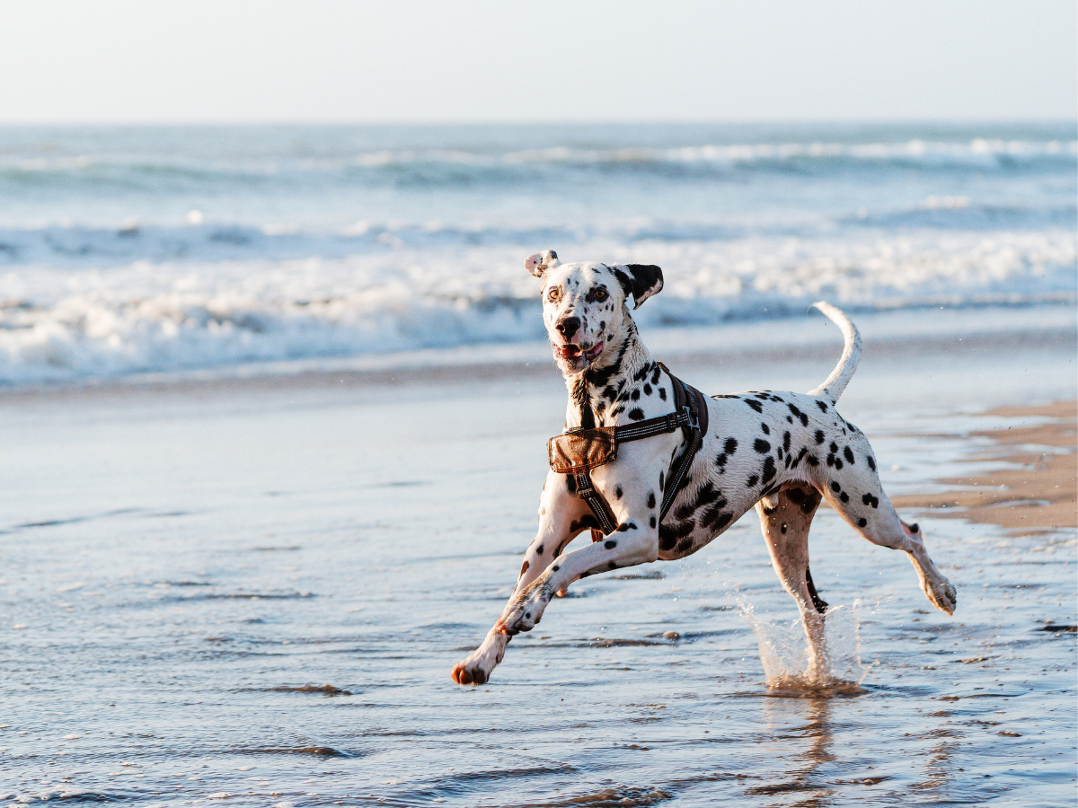 Dog Walking Strategy (2)