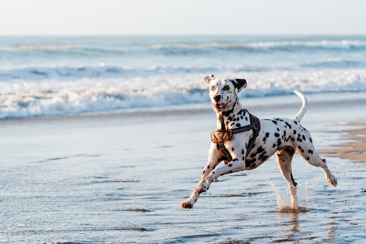 Dog Walking Strategy (2)