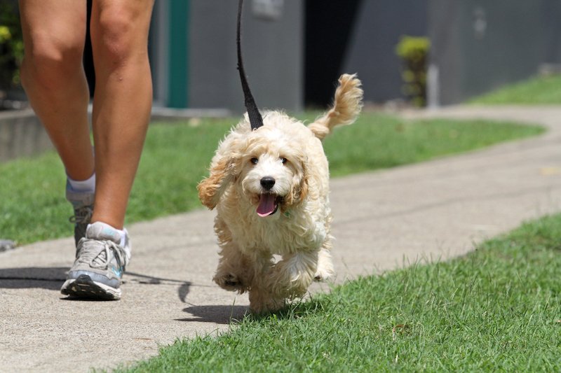 walk-dog_w800.jpg